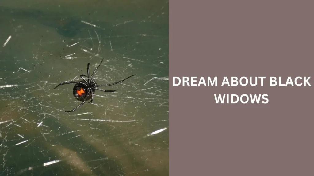 Dream About Black Widows