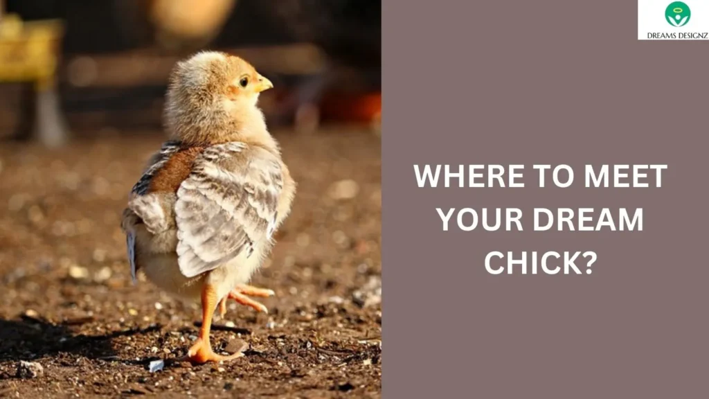 Where to Meet Your Dream Chick