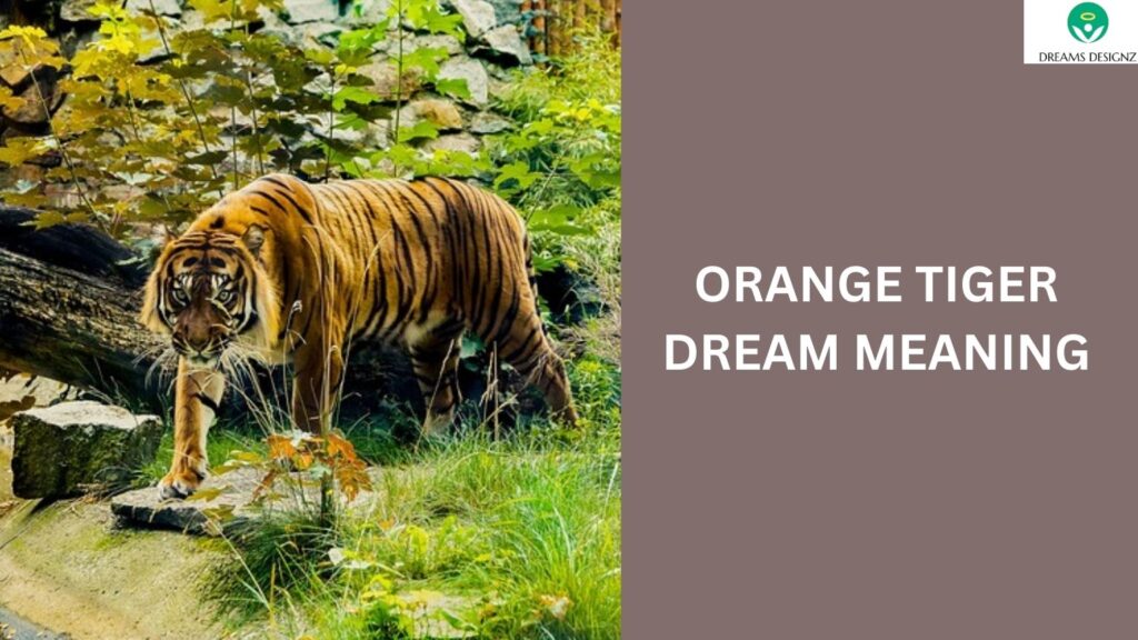 Orange Tiger Dream Meaning