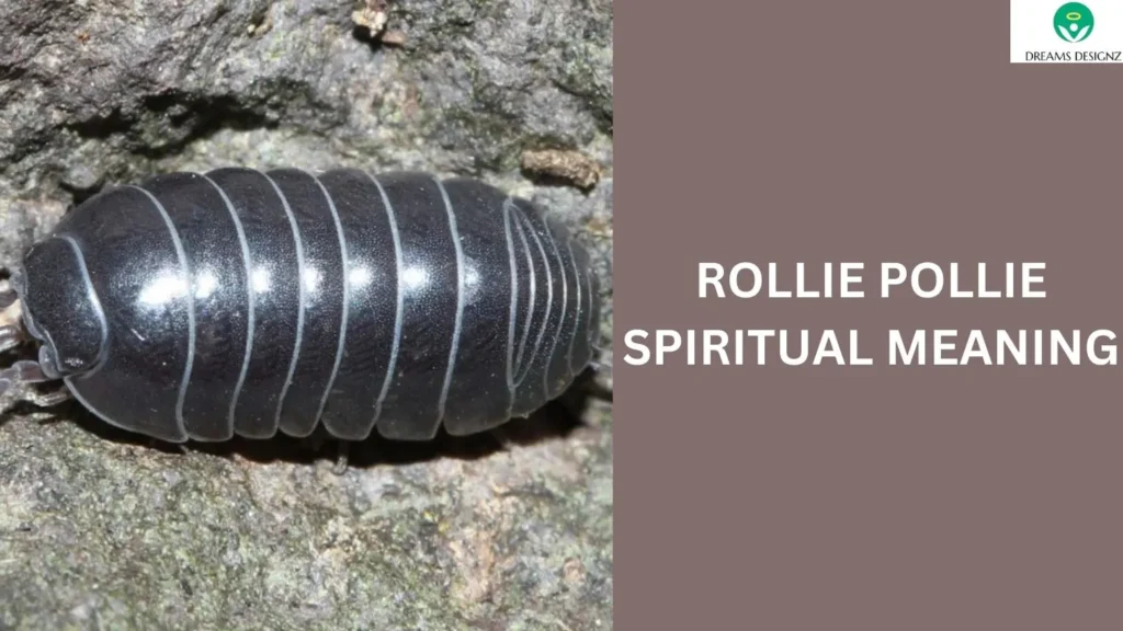 Rollie Pollie Spiritual Meaning