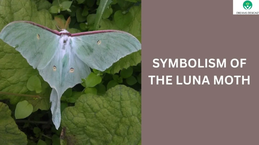 Symbolism of the Luna Moth